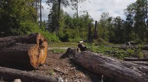How Our Tree Care Process Works  in  Whiteville, TN