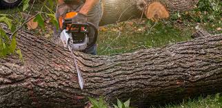 Mulching Services in Whiteville, TN