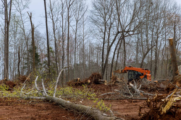 Trusted Whiteville, TN Tree Care Experts