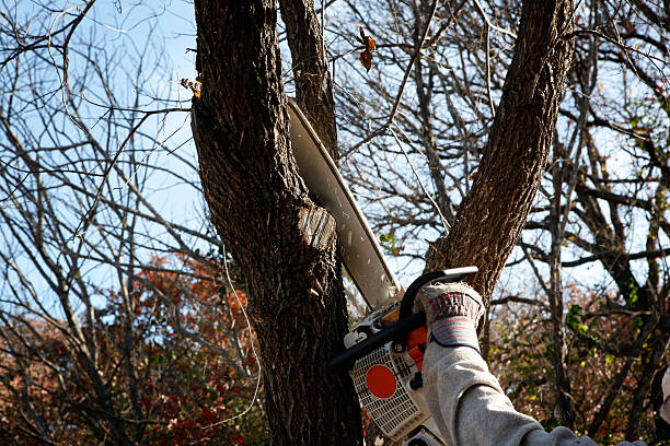 Tree and Shrub Care in Whiteville, TN